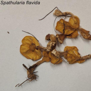 2. spathularia flavida.jpg